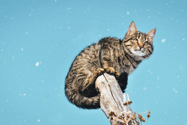 狂犬病的猫有什么症状（狂犬病的猫症状：了解早期、中期和后期的迹象）